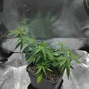 Seedsman White Widow Regular Clones