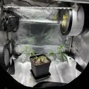 Seedsman White Widow Regular Clones