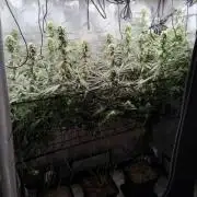 Seedsman White widow reg. female clone