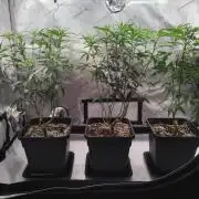 Seedsman White widow reg. female clone