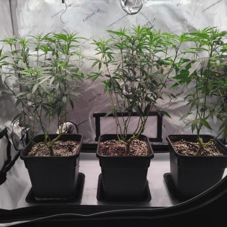 Seedsman White widow reg. female clone
