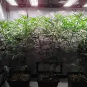 Seedsman White widow reg. female clone