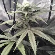 420 Fastbuds - Mystery plant from 5pack.