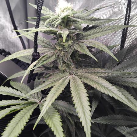 420 Fastbuds - Mystery plant from 5pack.