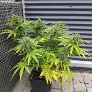 Royal Queen Seeds - Milky Way F1 Auto
