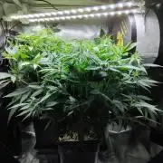 Seedsman White widow reg. female clone