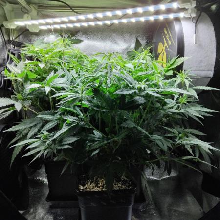Seedsman White widow reg. female clone