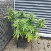 Royal Queen Seeds - Milky Way F1 Auto