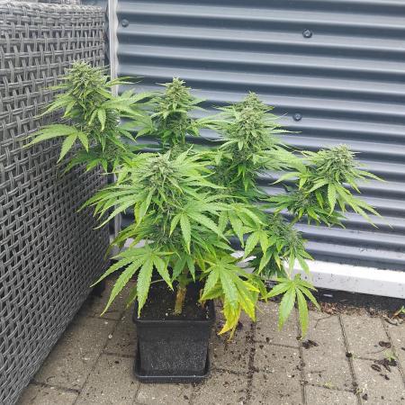 Royal Queen Seeds - Milky Way F1 Auto