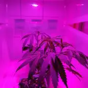 Seedsman White widow reg. female clone