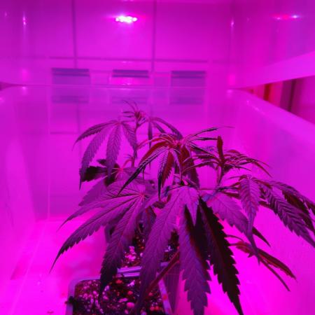 Seedsman White widow reg. female clone