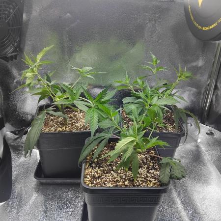 Seedsman White widow reg. female clone