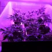 Banana chem freak-Regular-Terpyz-Clones.