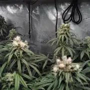 White Widow Seedsman Regular