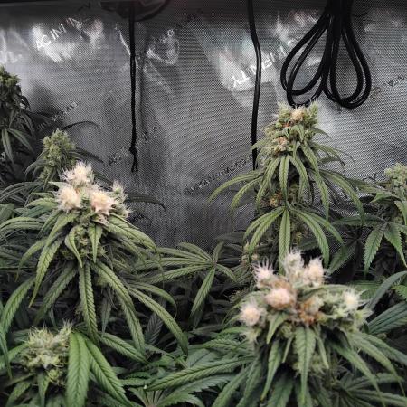 White Widow Seedsman Regular
