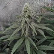 Barneys Farm - O.G Kush feminized