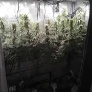 Seedsman White widow reg. female clone