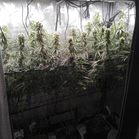 Seedsman White widow reg. female clone