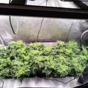 Banana Chem Freak Regular