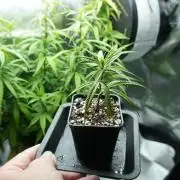Seedsman White Widow Regular Clones