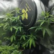 Seedsman White Widow Regular Clones