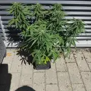Royal Queen Seeds - Milky Way F1 Auto