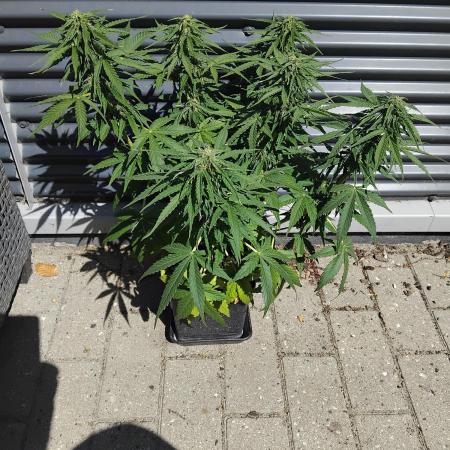 Royal Queen Seeds - Milky Way F1 Auto