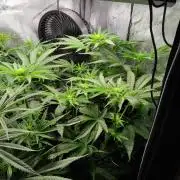 420 Fastbuds - Mystery plant from 5pack.