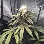 420 Fastbuds - Mystery plant from 5pack.