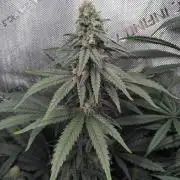 Barneys Farm - O.G Kush feminized