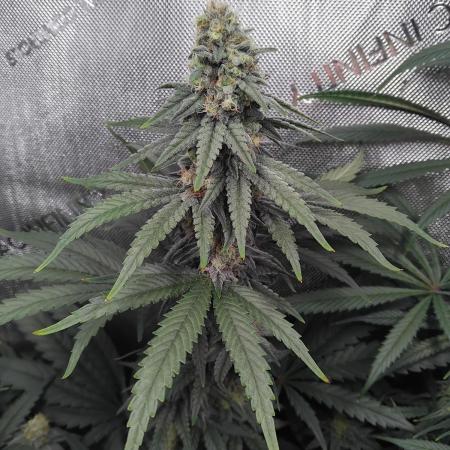Barneys Farm - O.G Kush feminized