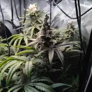 420 Fastbuds - Mystery plant from 5pack.