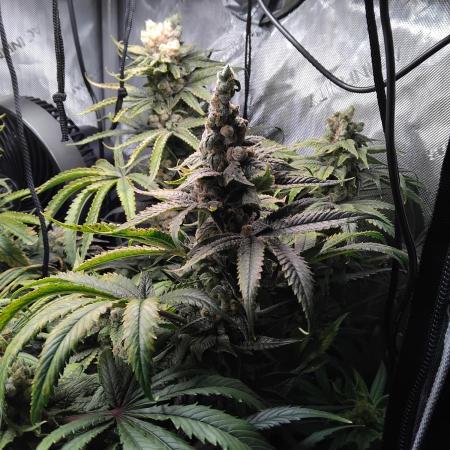 420 Fastbuds - Mystery plant from 5pack.