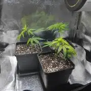 Seedsman White widow reg. female clone