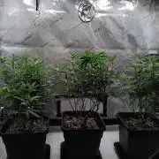Seedsman White widow reg. female clone