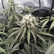 White Widow Seedsman Regular