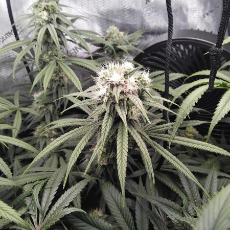 White Widow Seedsman Regular