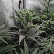 Barneys Farm - O.G Kush feminized