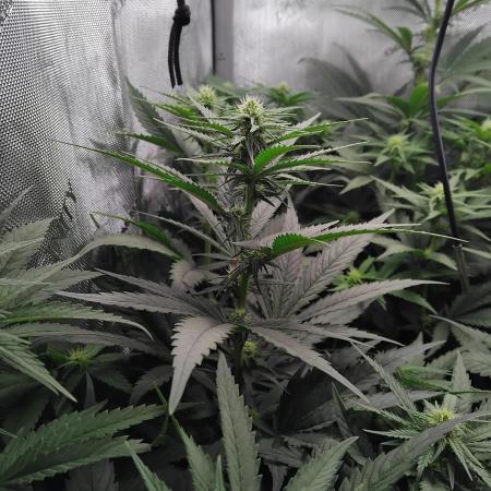 Barneys Farm - O.G Kush feminized