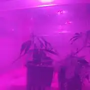 Seedsman White Widow Regular Clones