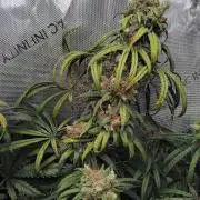 White Widow Seedsman Regular