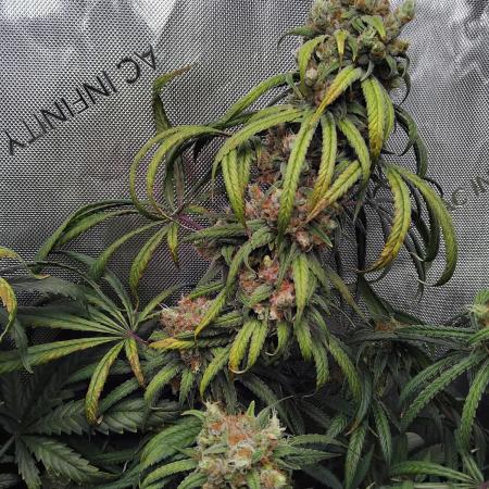 White Widow Seedsman Regular