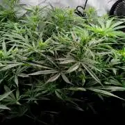 White Widow Seedsman Regular