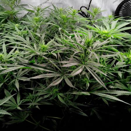 White Widow Seedsman Regular