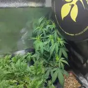 Seedsman White Widow Regular Clones