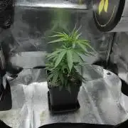Seedsman White Widow Regular Clones