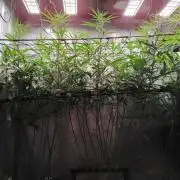Seedsman White widow reg. female clone