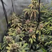 Barneys Farm - O.G Kush feminized