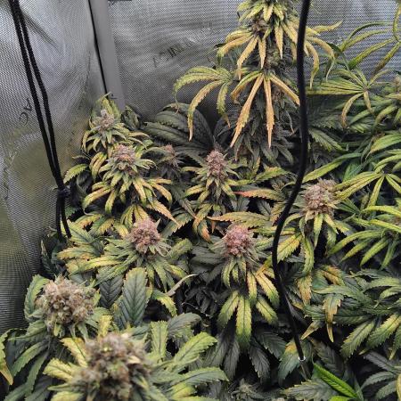 Barneys Farm - O.G Kush feminized