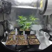 Seedsman White Widow Regular Clones